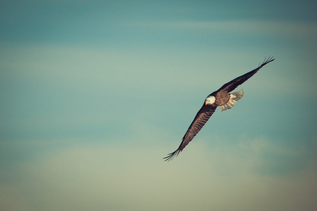 eagle, eagle flying, soar