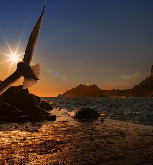 sea, seagull, bird
