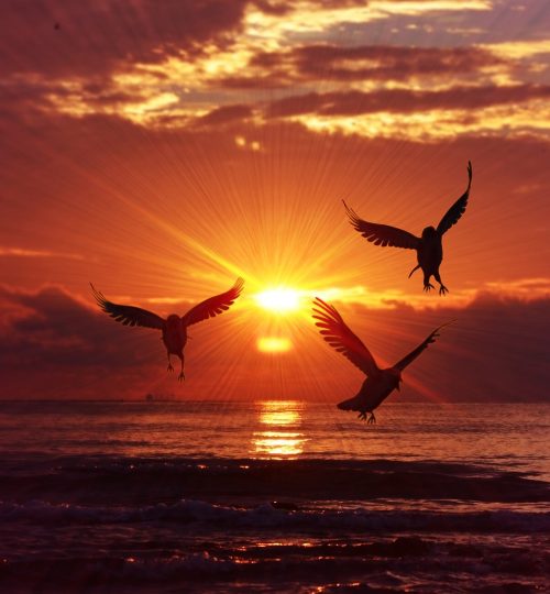 sunrise, birds, sea